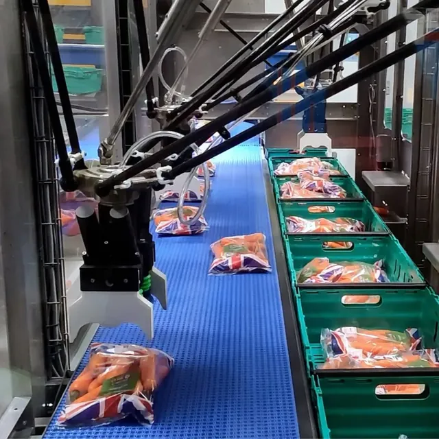 Delta pick-and-place robots packing bagged produce into crates on a conveyor